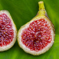 Blava Campanera Fig Cutting (Unrooted) - 8+" Ficus carica, 3+ Nodes, Dark Purple Fig