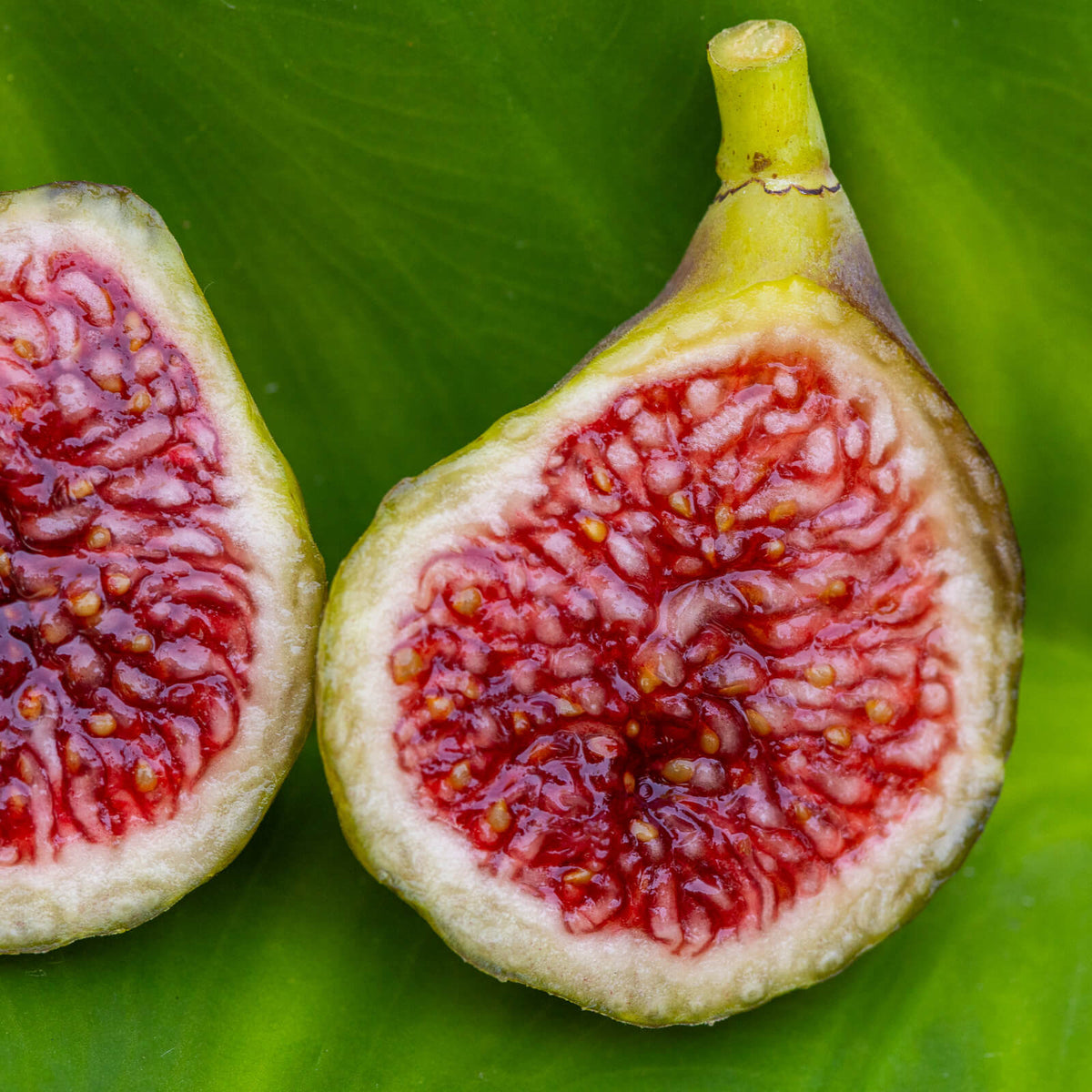 Blava Campanera Fig Cutting (Unrooted) - 8+" Ficus carica, 3+ Nodes, Dark Purple Fig