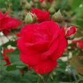 Climbing Blaze Red Rose Cuttings (3) – Rosa 'Blaze' Unrooted