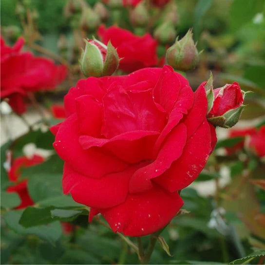 Climbing Blaze Red Rose Cuttings (3) – Rosa 'Blaze' Unrooted