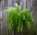 Boston Fern Live Plants 4-Pack, 8 Inch Tall | Nephrolepis exaltata - Costa Farms Style