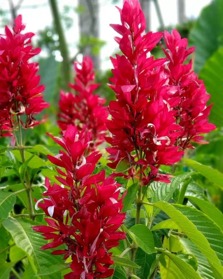 Brazilian Red Cloak Cuttings - 7 Fresh Unrooted Megaskepasma erythrochlamys