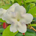 Lady of the Night Brunfelsia americana Bare Root Starter Plants - Set of 3