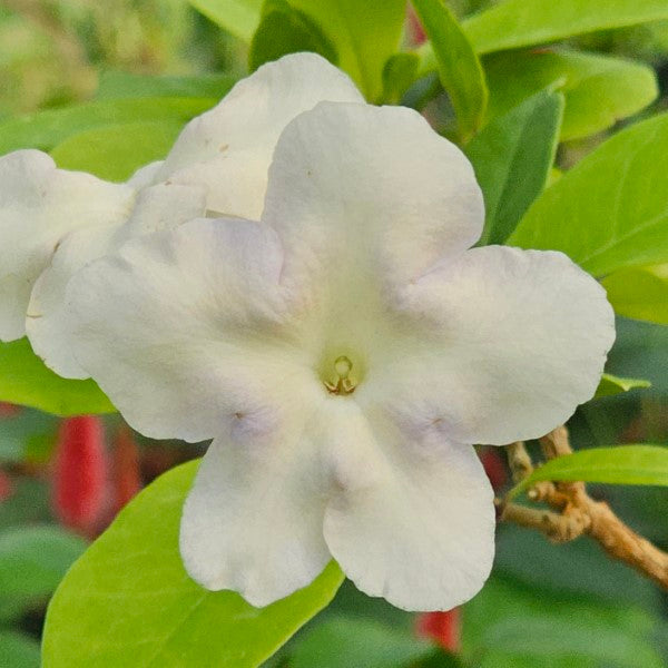 Lady of the Night Brunfelsia americana Bare Root Starter Plants - Set of 3