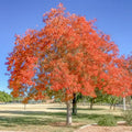 Chinese Pistache Tree (Pistacia chinensis) 10” Bareroot - Brilliant Fall Color, Hardy Ornamental or Bonsai