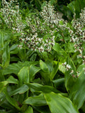Basket Plant Cuttings (Callisia fragrans) - 5 Unrooted Cuttings 4–6" | Planta Canasta