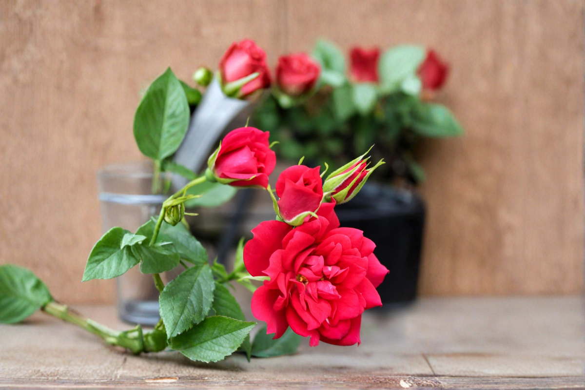 Beauty Secret Red Miniature Rose 2 Gal Live Plant - Compact Bush, Full Sun