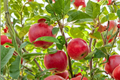 Pink Lady Apple Tree 4-6 ft Live Plant | Malus domestica - Full Sun, Home Orchard