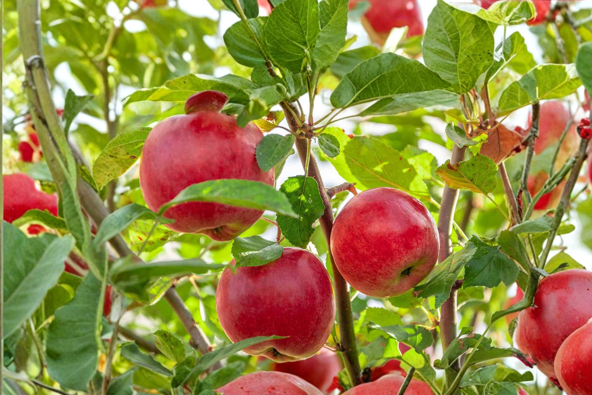 Pink Lady Apple Tree 4-6 ft Live Plant | Malus domestica - Full Sun, Home Orchard