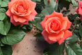 Tropicana Rose Bush - 2 Gallon Live Plant, Orange Hybrid Tea Rose