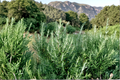 Rosemary Plant 3 Gallon Live Shrub – Salvia rosmarinus, Evergreen Hedge Plant