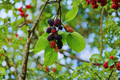Fruitless Mulberry Tree Morus alba - 8-9 Ft Live Shade Tree, Non-Fruiting