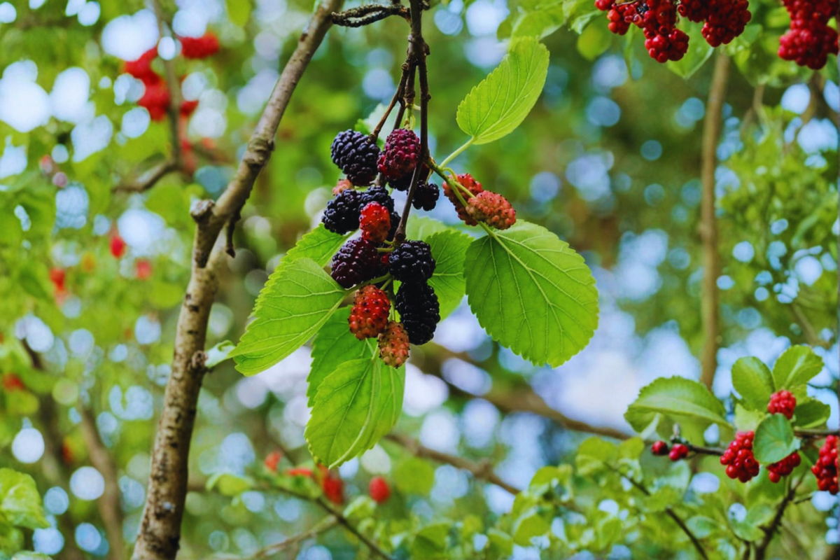 Fruitless Mulberry Tree (Morus alba) - 8-9 ft Live Plant | Fast-Growing Shade Tree