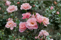Queen Elizabeth Grandiflora Rose 2 Gal Live Plant – Pink Blooms, Upright Tall Shrub