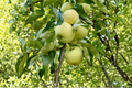 Yellow Transparent Apple Tree - 4-6 ft Live Fruit Tree, Early Season Malus domestica