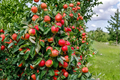 Holland Apple Tree - 4-6 ft Live Malus domestica Variety Holland