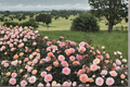 Apricot Drift Groundcover Rose 3 Gal Live Plant