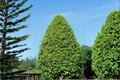 East Palatka Holly 3 Gal Live Plant | Evergreen Hedge Holly with Red Berries