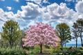 Pink Japanese Magnolia Tree | Magnolia × soulangeana, 4–5 ft, 5 Gallon Live Plant