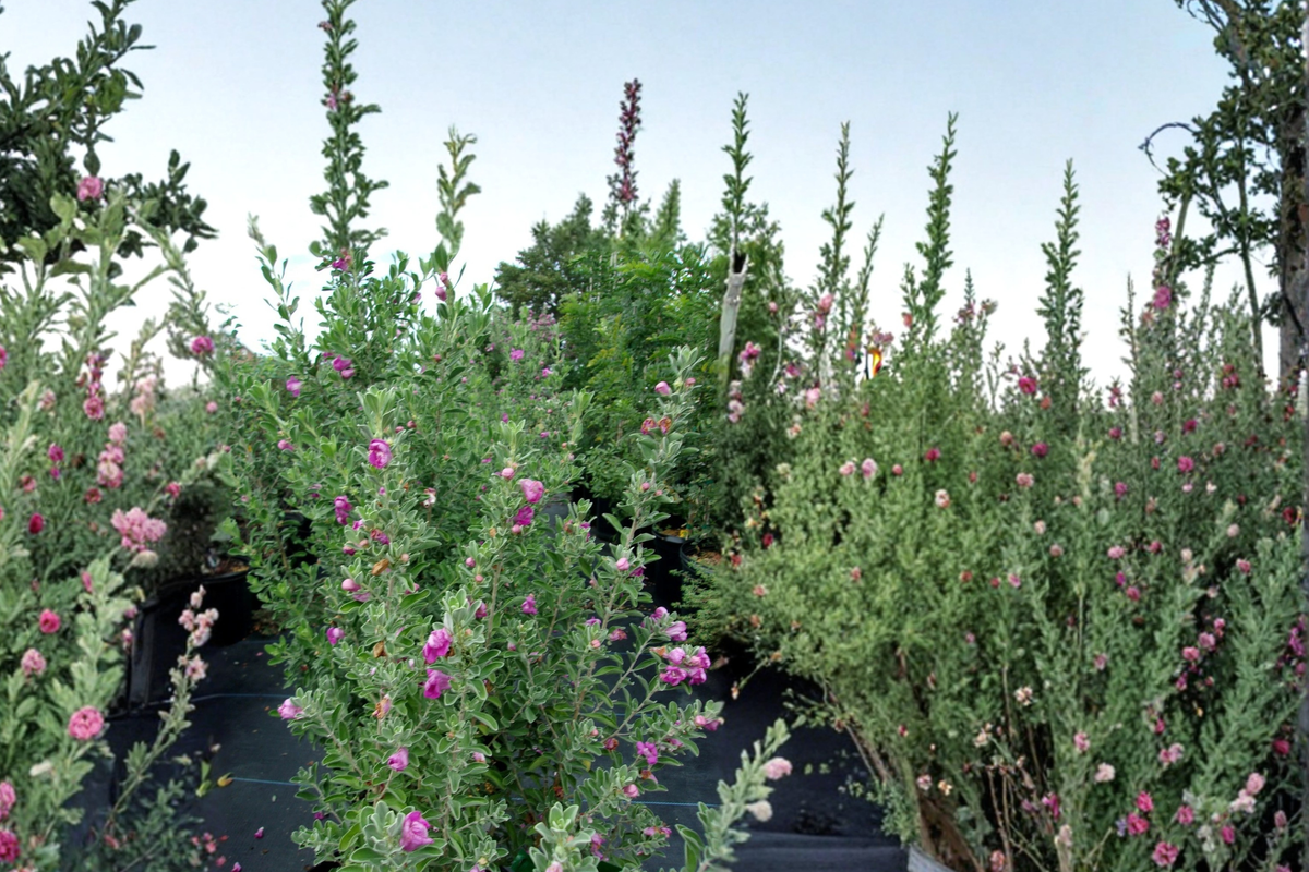 Purple Texas Sage Shrub 2-3 ft Live Plant | Leucophyllum frutescens