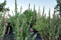 Purple Texas Sage 2-3 Ft Live Plant - Evergreen Shrub for Hedge, Drought-Tolerant Landscape