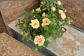 Southern Peach Apricot Yellow Rose - 2 Gal Live Plant, Flowering Shrub