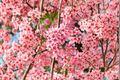 Okame Flowering Cherry Tree (Prunus × incam) - 4–6 ft Live Ornamental Tree