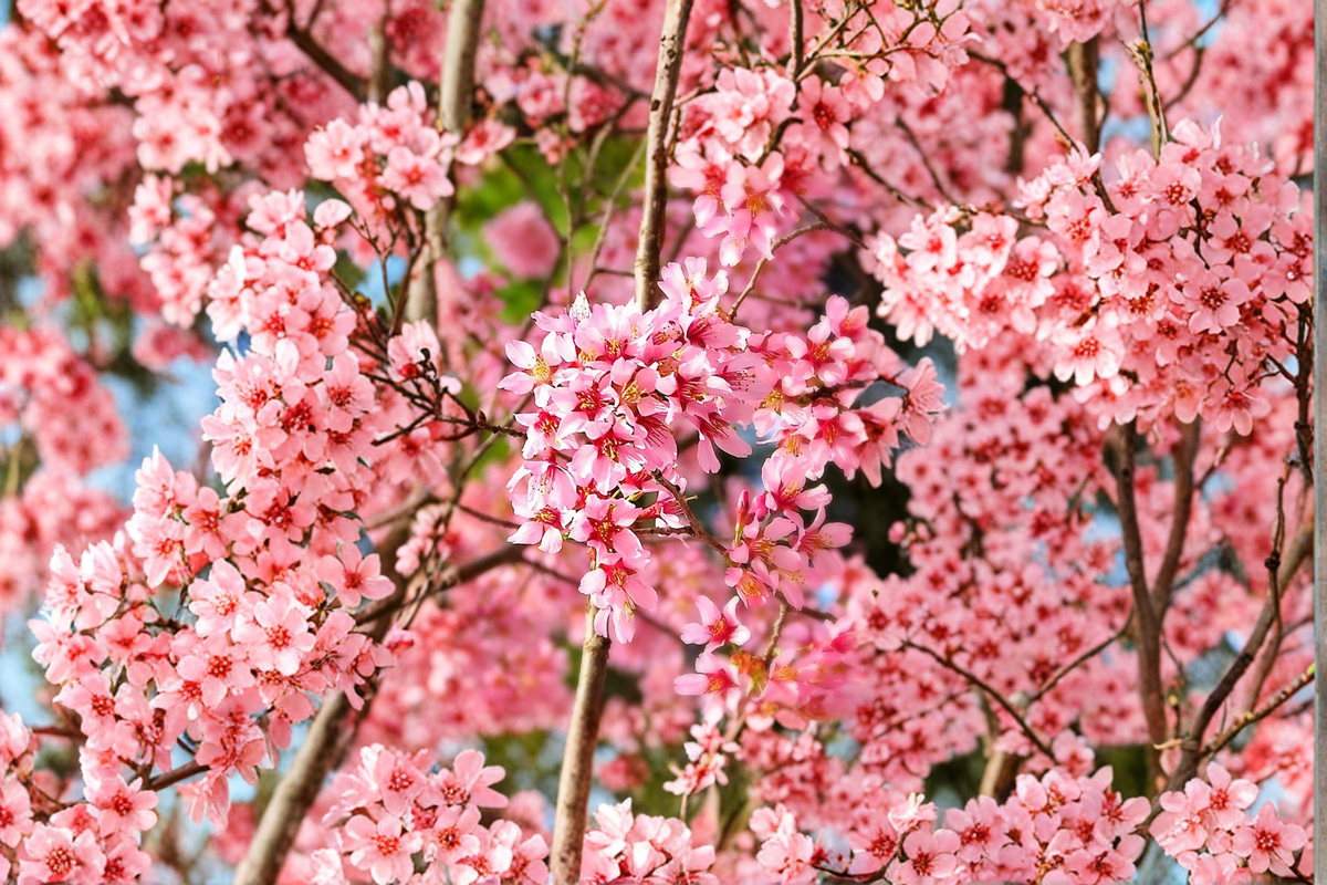 Okame Flowering Cherry Tree (Prunus × incam) - 4–6 ft Live Ornamental Tree