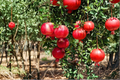 Dwarf Pomegranate Tree Punica granatum - 3 Gal Live Plant