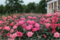 Pink Double Knock Out Rose 3 Gal Live Plant – Rosa Flowering Shrub