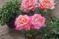 Broadway Rose Live Plant 5 Gallon – Rosa 'Broadway' Hybrid Tea Rose Bush