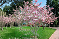 Pink Japanese Magnolia Magnolia liliiflora - 4–5 ft Live Tree in 5 Gal