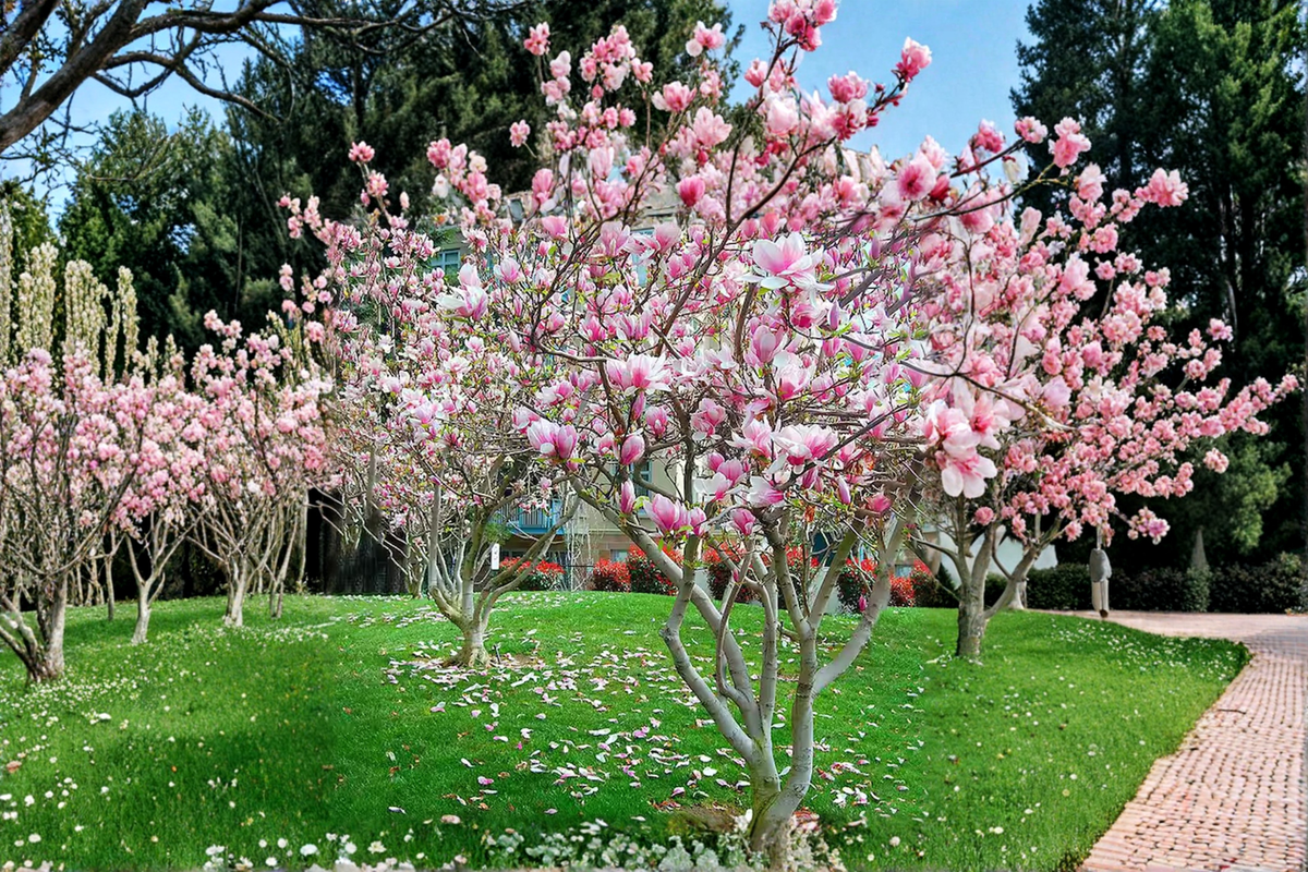Pink Japanese Magnolia Magnolia liliiflora - 4–5 ft Live Tree in 5 Gal