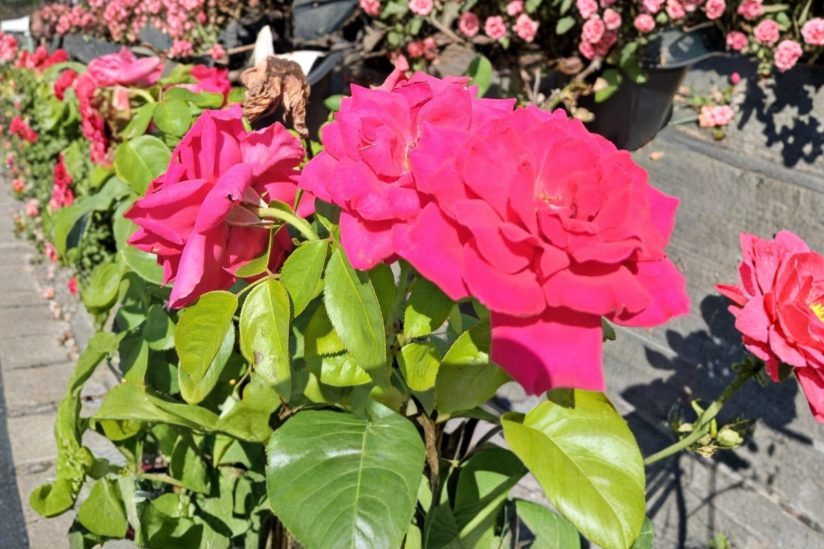 Deep Pink Hybrid Tea Rose (Voluptuous) 2 Gal Live Plant – Rosa Flowering Shrub