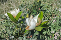 Southern Magnolia Tree 4–5 ft Live Plant in 5 Gal – Magnolia grandiflora