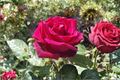 Traviata Red Hybrid Tea Rose 5 Gal Live Plant - Fragrant Double Bloom Rose Bush