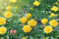 Golden Showers Climbing Rose 2 Gal Live Plant – Yellow Climbing Rose Bush