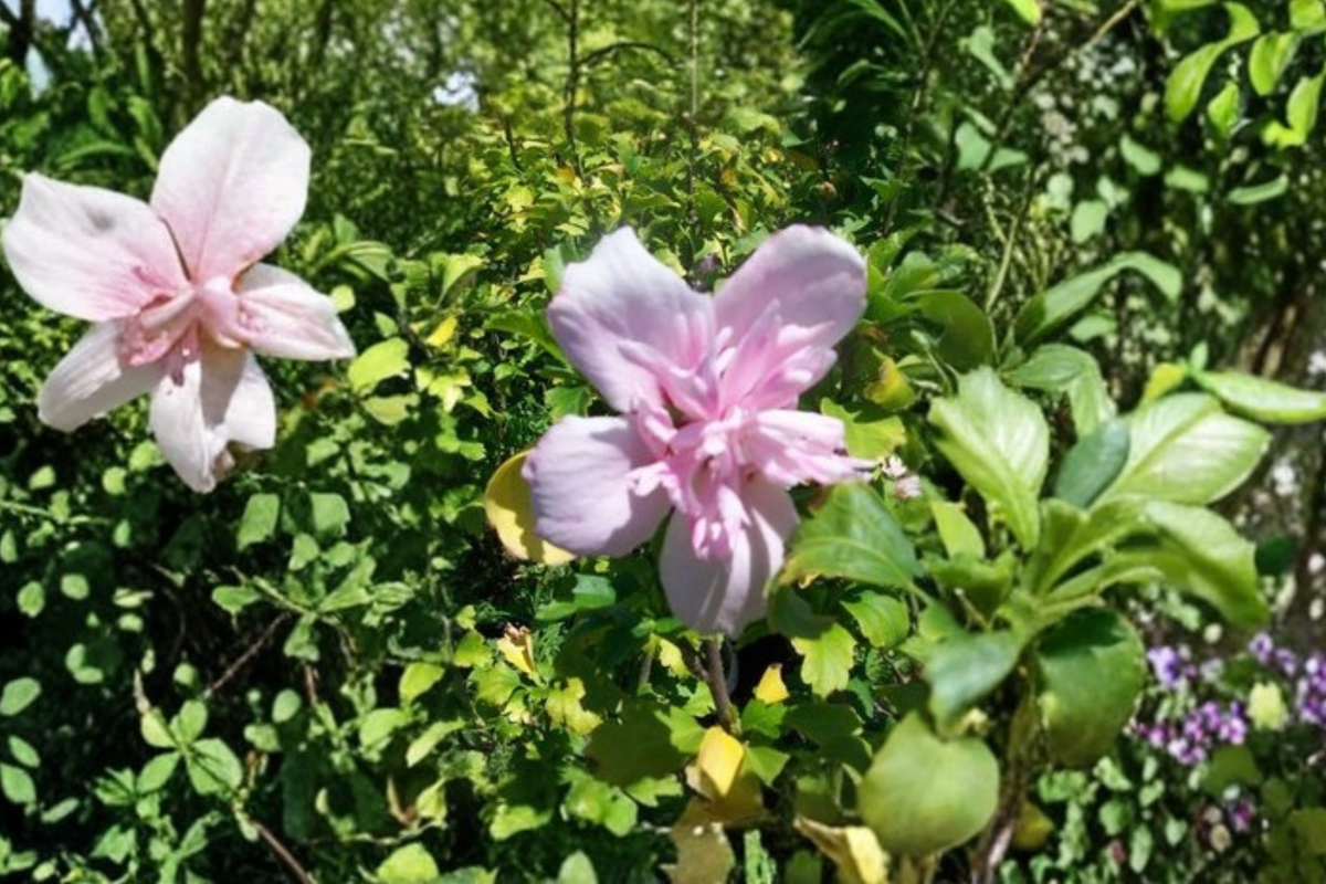 Double Pink Rose of Sharon 3 Gal Live Plant Hibiscus syriacus flowering shrub