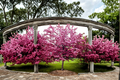 Robinson Flowering Crabapple Tree 4-6 ft | Pink Bloom Malus Ornamental Tree