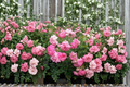 Sweet Drift Pink Ground Cover Rose Plant 3 Gal – Live 3 Gallon Ground Cover Rose