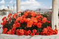Impatient Floribunda Rose Plant 1 Gal – Orange-Red Blooms, Floribunda Rose