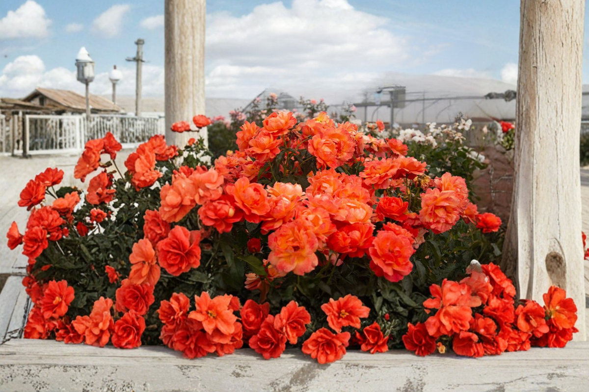 Impatient Floribunda Rose Plant 1 Gal – Orange-Red Blooms, Floribunda Rose