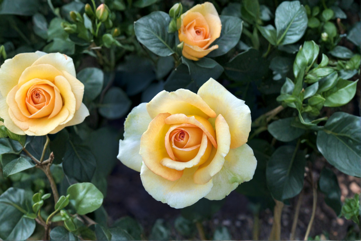 Gold Medal Grandiflora Rose 3 Gal Live Plant – Yellow Orange Blooming Flowering Shrub