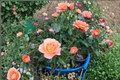 New Year Grandiflora Rose Plant 5 Gal – Orange Rose Bush, 4–6 ft, Full Sun
