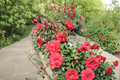 High Society Climbing Rose 2 Gal Live Plant – Deep Pink Climbing Rose for Trellis Arbor