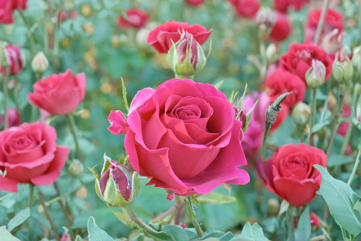 Voluptuous Rosa ‘Voluptuous’ Hybrid Tea Rose 5 Gal Live Plant – Deep Pink Large Blooms