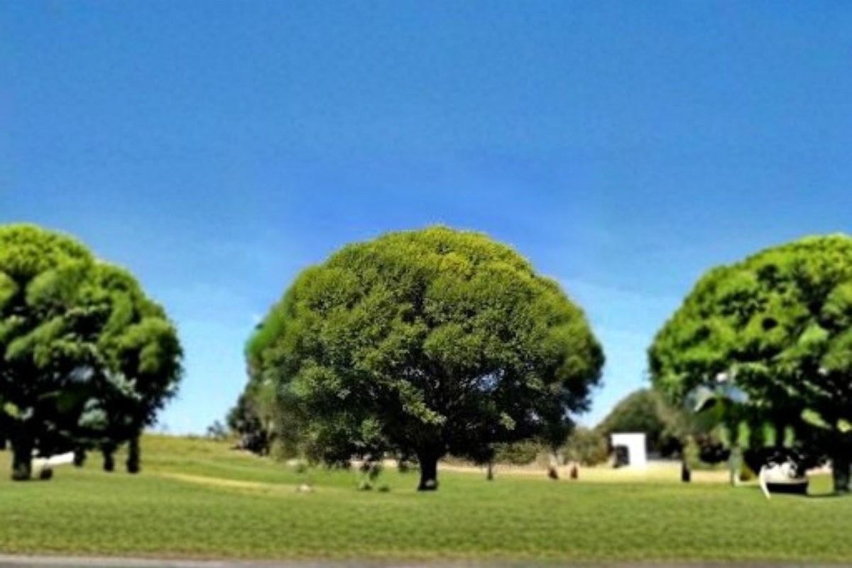 Globe Willow Tree 4–6 ft Live Plant | Deciduous Shade Tree for Landscaping