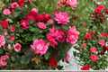 Pink Double Knock Out Rose Plant 3 Gal – Live Shrub Rose with Pink Double Blooms