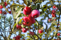 Calloway Fruiting Crabapple Tree 4-6 Ft Live Plant - Ornamental Flowering Tree with Small Fruit