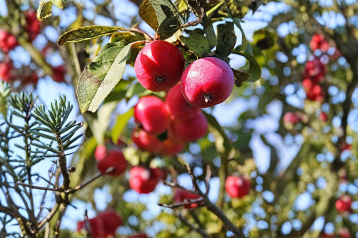 Callaway Fruiting Crabapple Tree 4-6 ft – Ornamental/Edible Fruit Tree